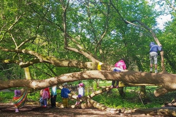 Children playing in tree