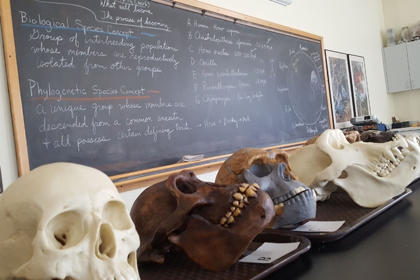 Skulls in Life Sciences Lab