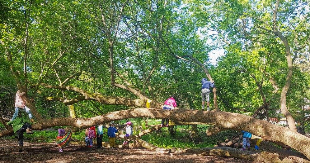 Children Sitting on Log