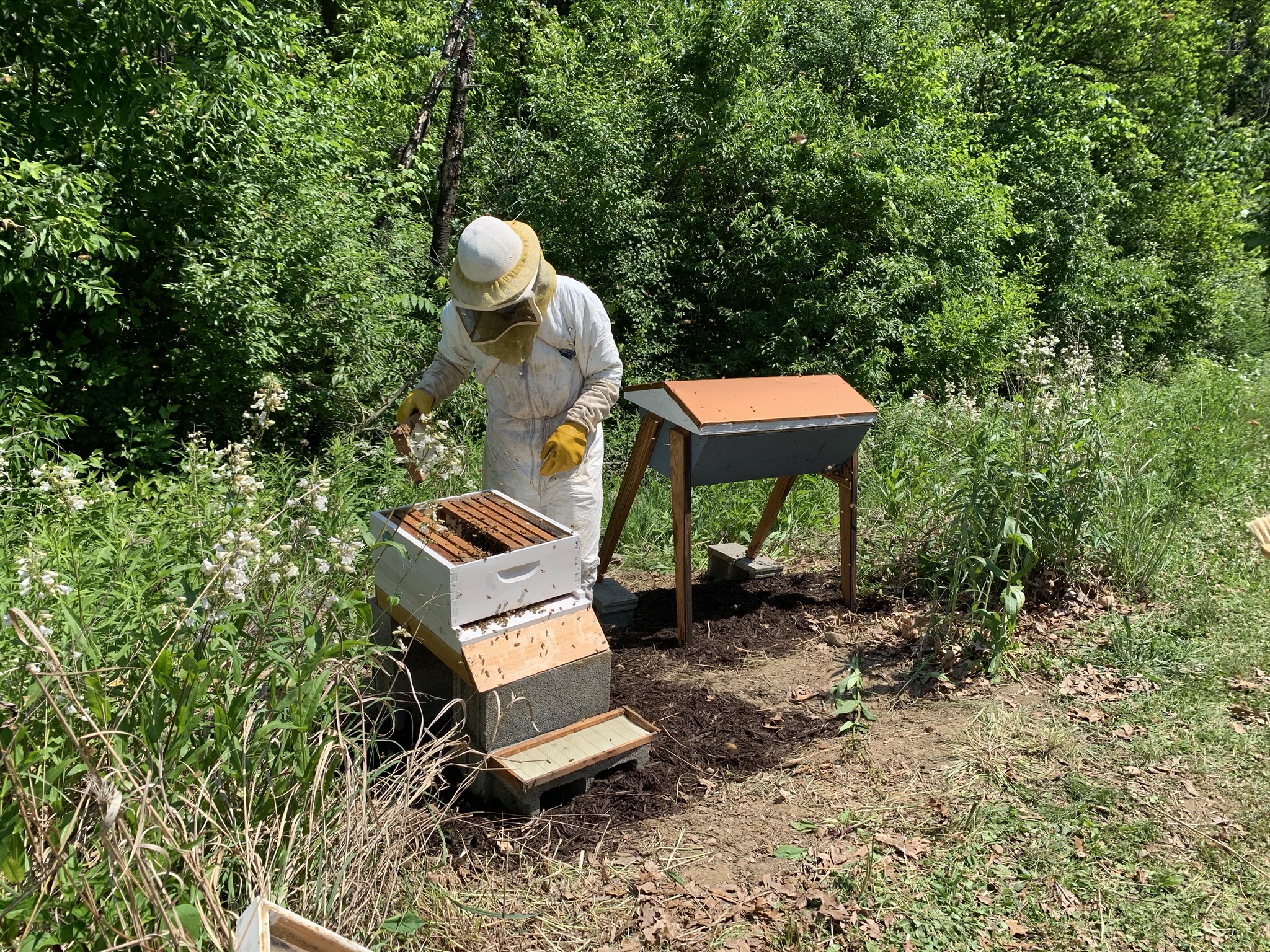 Bee Hives